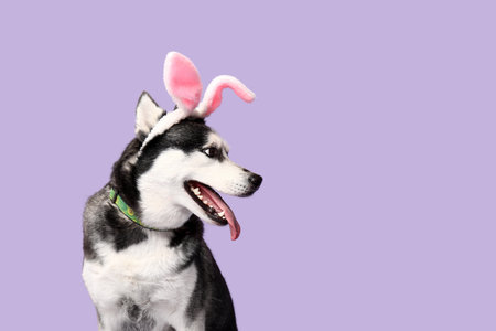 Adorable Husky dog with bunny ears on lilac background. Easter celebrationの写真素材