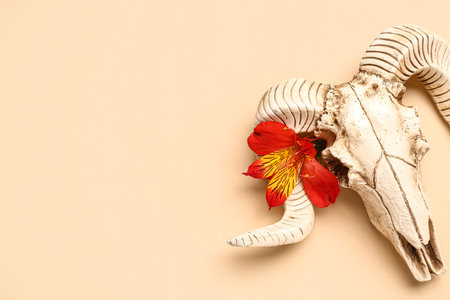 Composition with skull of sheep and beautiful flower on beige background