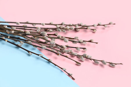 Pussy willow branches on colorful background. Easter celebrationの写真素材