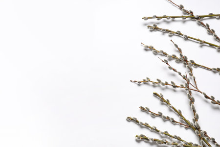 Pussy willow branches on white background. Easter celebrationの写真素材