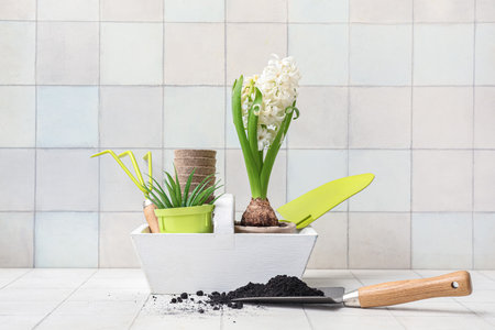 Hyacinth flower and shovel with soil on table against white backgroundの写真素材