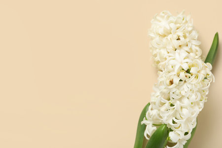 Beautiful white hyacinth flower on beige background. Top viewの写真素材
