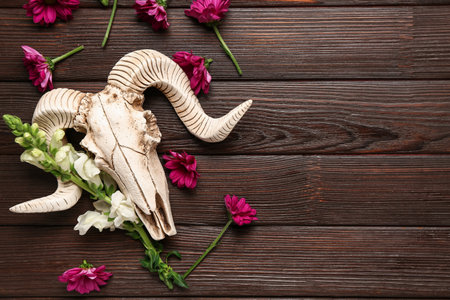 Skull of sheep with beautiful chrysanthemums flowers on wooden backgroundの写真素材