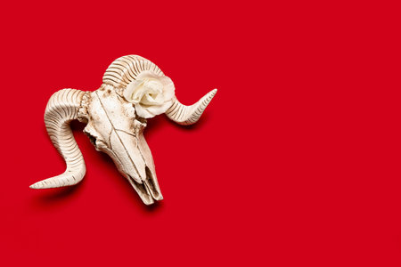 Skull of sheep with beautiful eustoma flower on red backgroundの写真素材