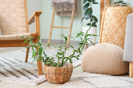 Bamboo plant on floor in living roomの写真素材