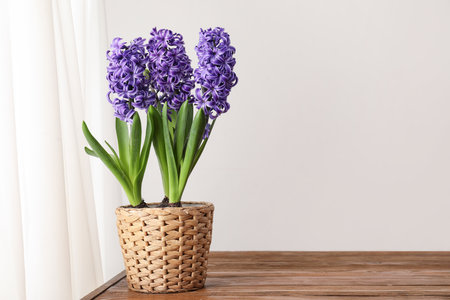 Purple hyacinths in wicker pot on wooden table near light wallの写真素材