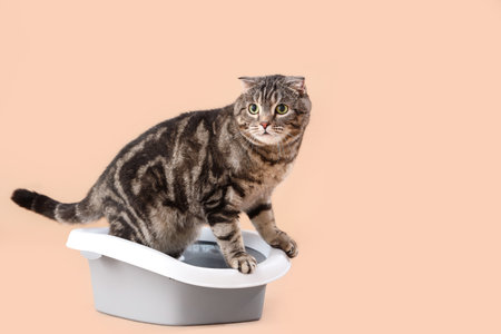 Cute cat in litter box on beige backgroundの写真素材