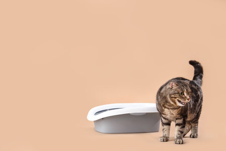 Cute cat with litter box on beige backgroundの写真素材