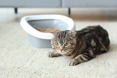 Cute cat with litter box lying on floor at homeの写真素材