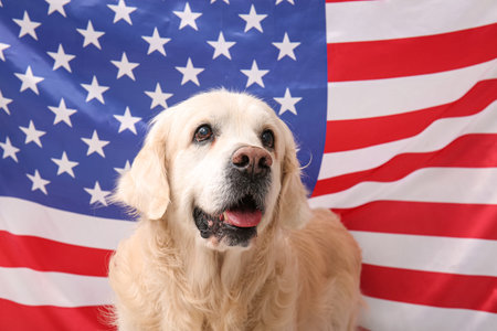 Cute Labrador dog against USA flag background