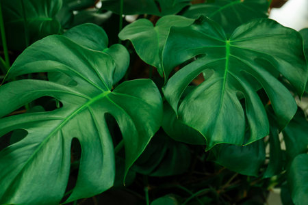 Fresh tropical monstera plant as background