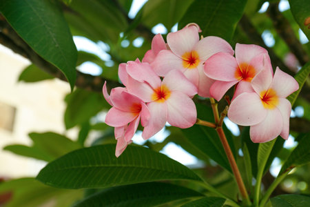 Beautiful plumeria flowers outdoors, closeupの写真素材