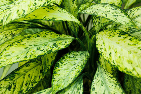 Calathea variegata plant as backgroundの写真素材