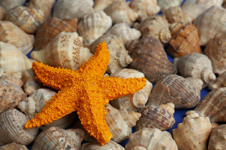 Bright starfish on seashells. Concept of uniquenessの写真素材