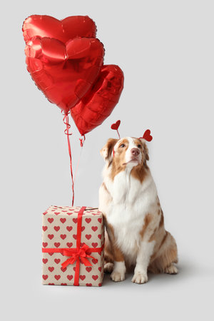 Cute Australian Shepherd dog with gift and balloons on light background. Valentine's Day celebrationの写真素材