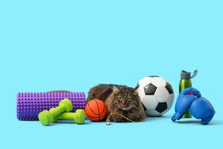 Cute cat with different sports equipment on color backgroundの写真素材