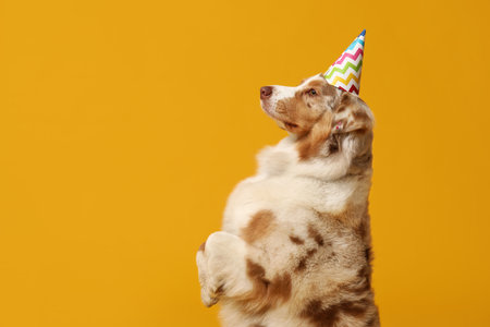 Cute Australian Shepherd dog in party hat on yellow backgroundの写真素材
