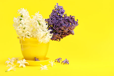 Beautiful hyacinth flowers in pot on yellow backgroundの写真素材