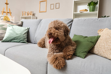 Cute poodle lying on gray sofa at homeの写真素材