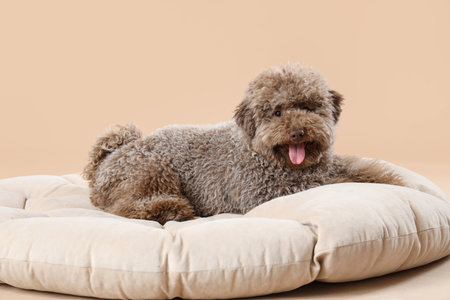 Cute poodle lying on pouf against beige backgroundの写真素材