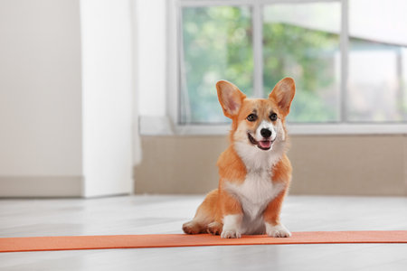 Cute Corgi dog sitting on yoga matの写真素材