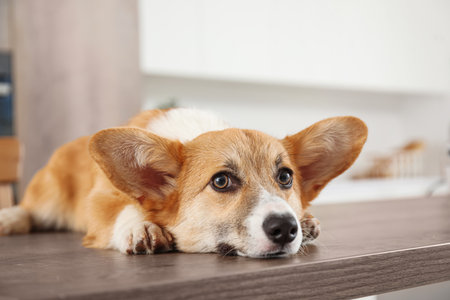 Cute Corgi dog lying on wooden table in kitchenの写真素材