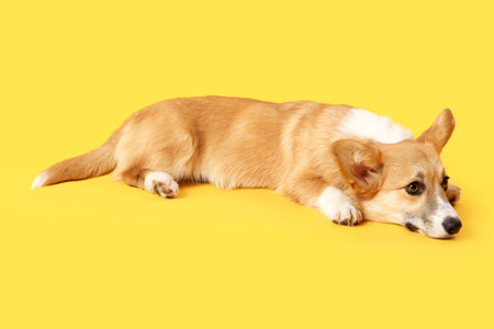 Cute Corgi dog lying on orange backgroundの写真素材