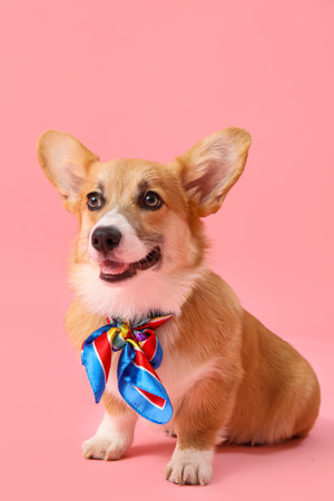 Cute Corgi dog with colorful bow on pink backgroundの写真素材