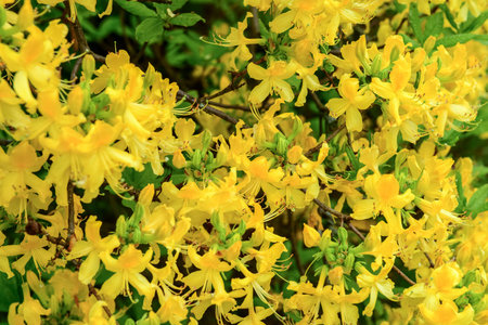 Beautiful yellow flowers blooming on sunny day, closeupの写真素材