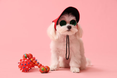 Cute Bolognese dog in sunglasses and hat with toy on pink backgroundの写真素材