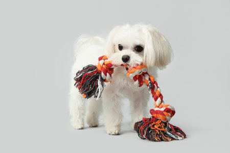Cute Bolognese dog with rope toy on white backgroundの写真素材