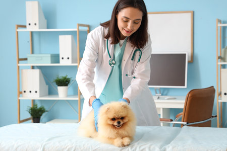 Female veterinarian examining cute Pomeranian dog in clinicの写真素材