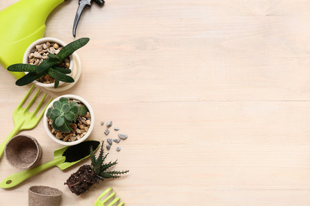 Transplanting plant and gardening tools on beige wooden background. Top viewの写真素材
