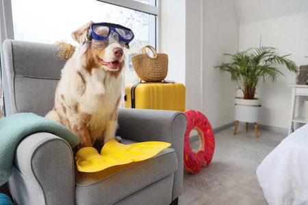 Cute Australian Shepherd dog with snorkeling mask and flippers in armchair at home. Travel conceptの写真素材