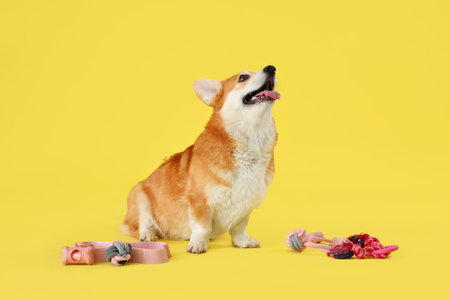 Cute Corgi dog with different pet accessories and bowl for food on yellow backgroundの写真素材