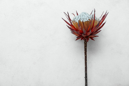 Dried red protea on white grunge backgroundの写真素材
