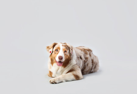 Cute Australian Shepherd dog lying on gray backgroundの写真素材