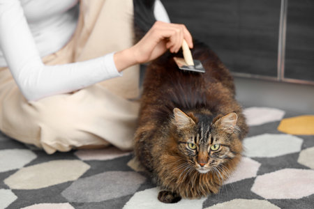 owner brushing fluffy cat on carpet at home, closeupの写真素材