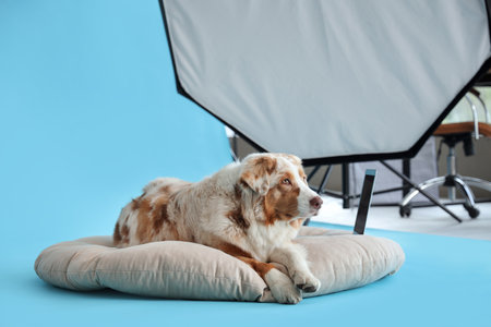 Australian Shepherd dog lying on pouf in photo studioの写真素材