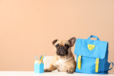 Cute French bulldog with school supplies and backpack sitting at table on beige backgroundの写真素材