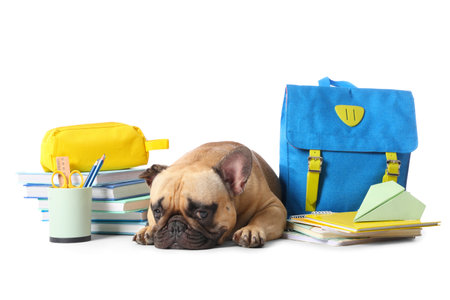 Cute French bulldog with school supplies and backpack on white backgroundの写真素材