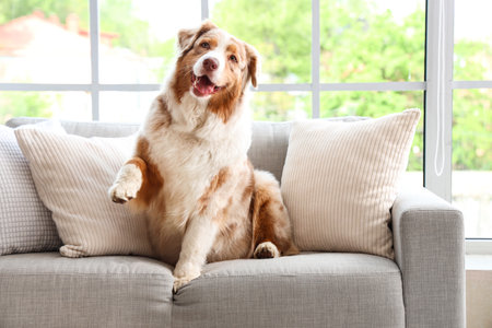 Adorable Australian Shepherd dog sitting on sofa at homeの写真素材