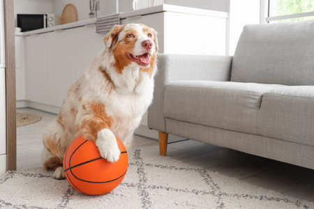Adorable Australian Shepherd dog with ball sitting at homeの写真素材