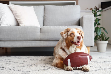 Adorable Australian Shepherd dog with rugby ball lying at homeの写真素材