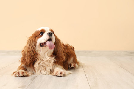 Adorable cavalier King Charles spaniel near beige wall at homeの写真素材