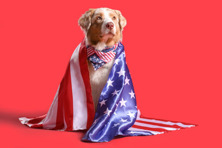 Cute Australian Shepherd dog with scarf and USA flag on red background