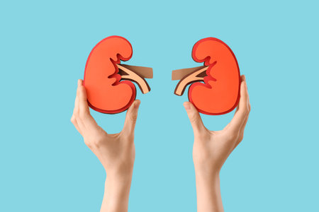 Woman with paper kidneys on blue backgroundの写真素材