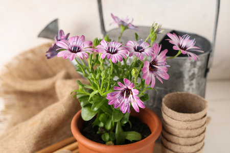Pot with blooming plant and gardening tools on table against white backgroundの写真素材