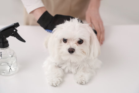 Female groomer brushing cute Maltese dog with hair removing glove in salonの写真素材
