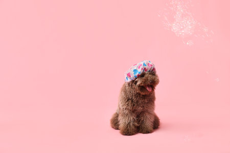 Cute Poodle dog in bath hat and soap bubbles on pink background